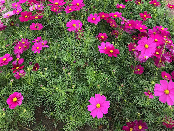 定州市移树绿化|花艺空间设计